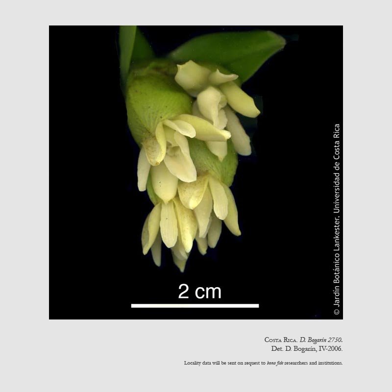 Epidendrum cocoense