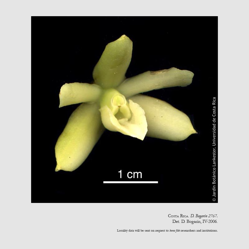 Epidendrum cocoense