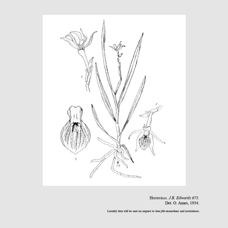 Epidendrum cystosum