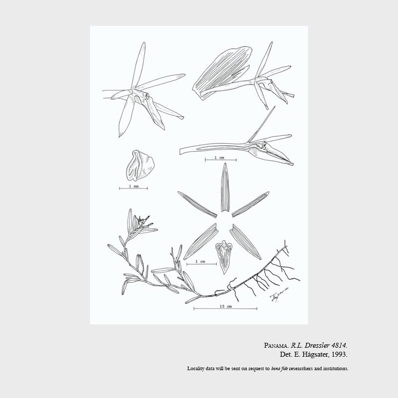 Epidendrum dosbocasense