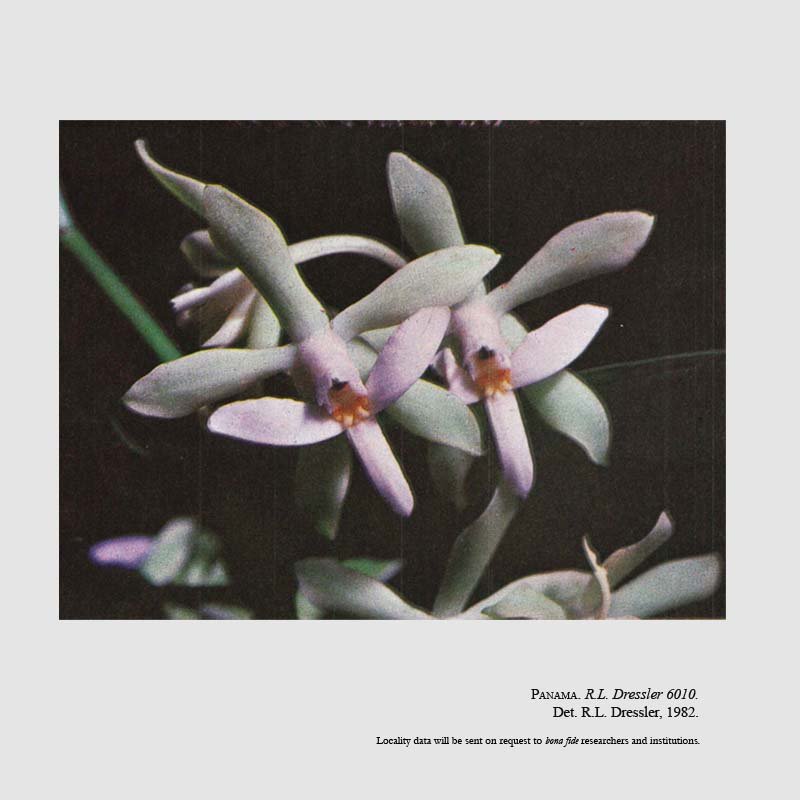 Epidendrum fuscinum