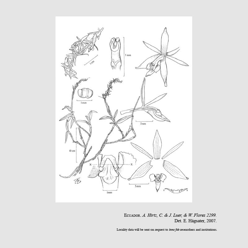 Epidendrum gracilibracteatum