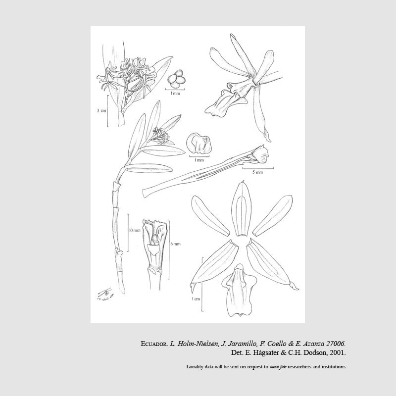 Epidendrum guagra-urcuense