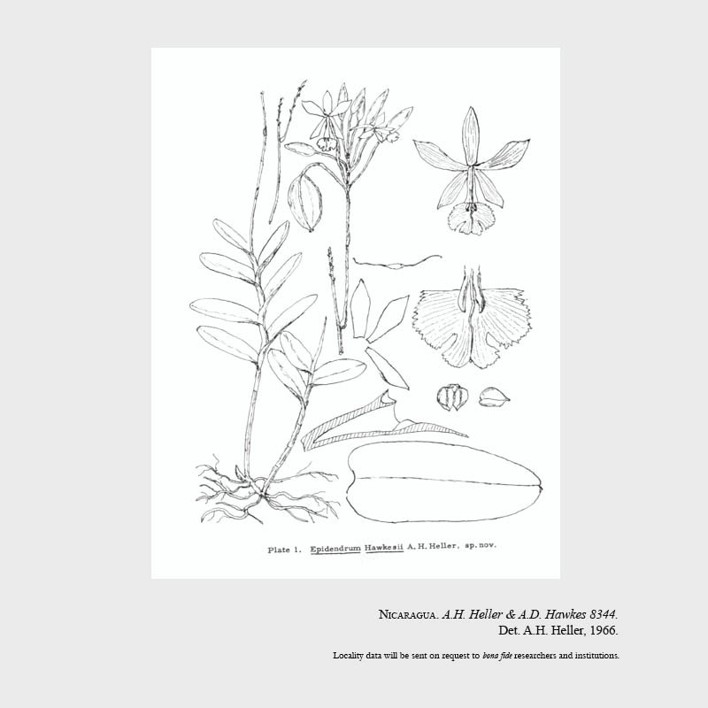 Epidendrum hawkesii