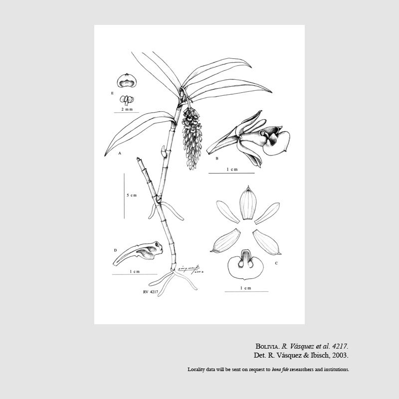 Epidendrum marsiorum