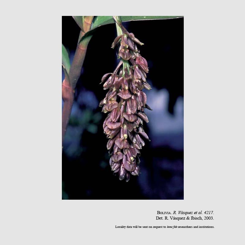 Epidendrum marsiorum