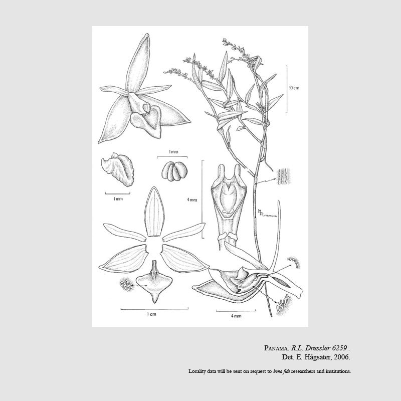 Epidendrum microrigidiflorum