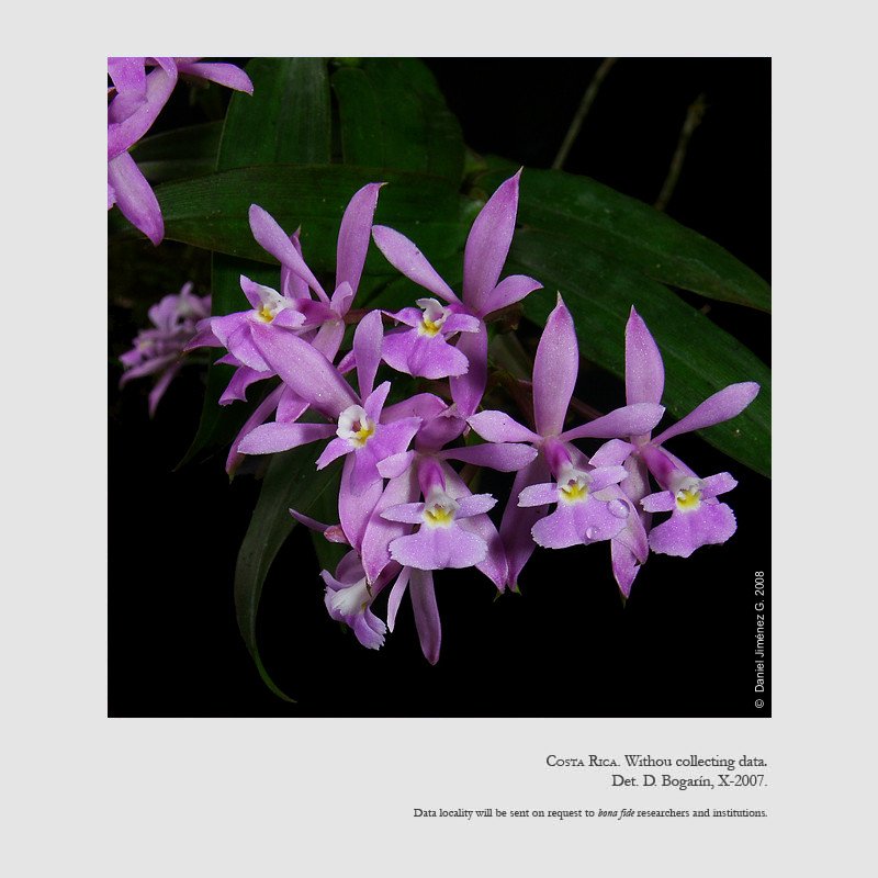 Epidendrum pansamalae 