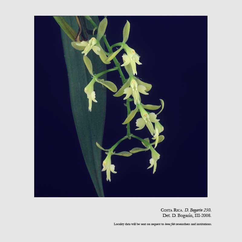 Epidendrum pergameneum