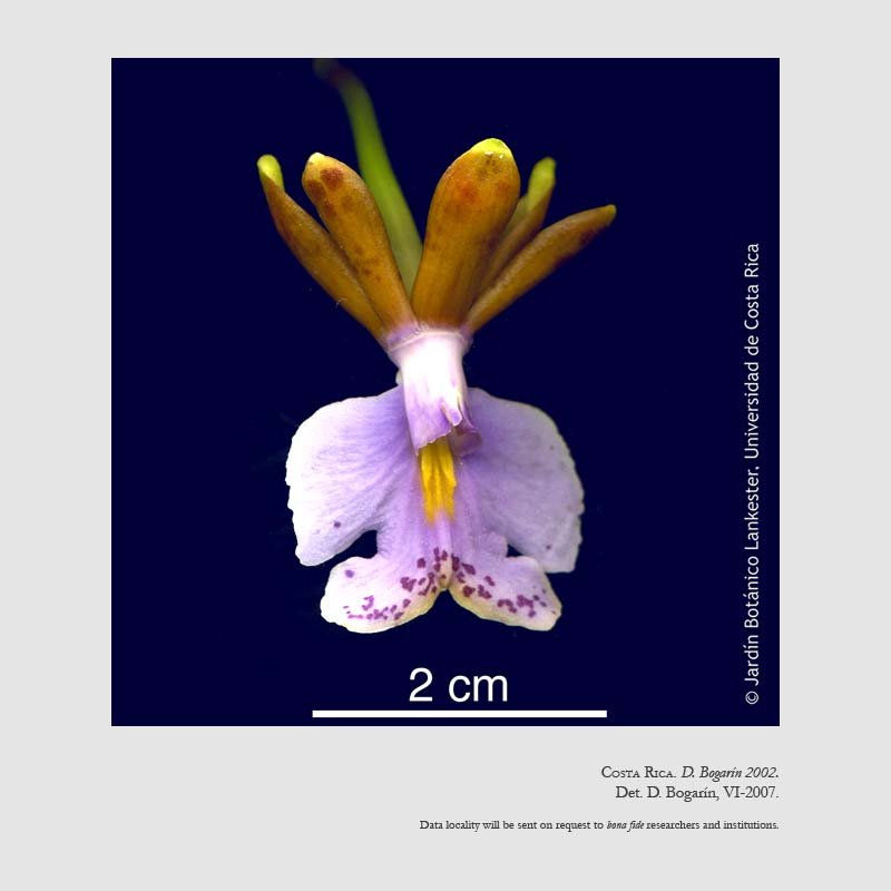 Epidendrum pinniferum