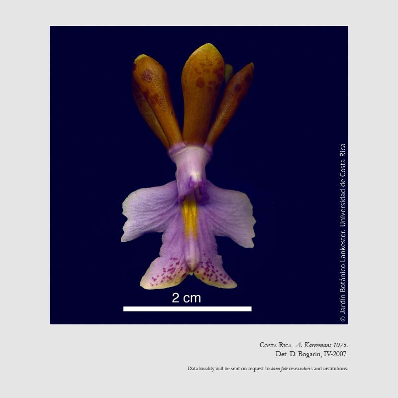 Epidendrum pinniferum