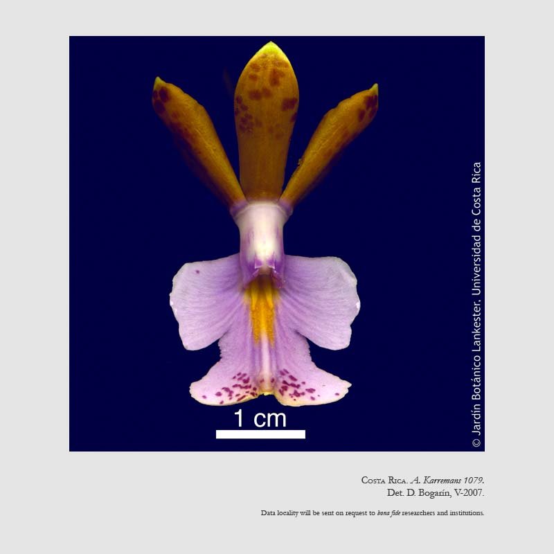 Epidendrum pinniferum