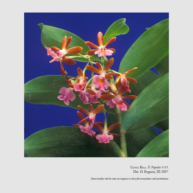 Epidendrum pinniferum