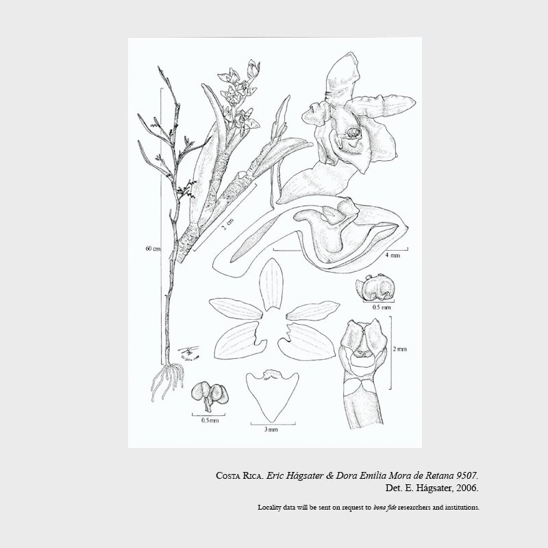 Epidendrum platystomoides