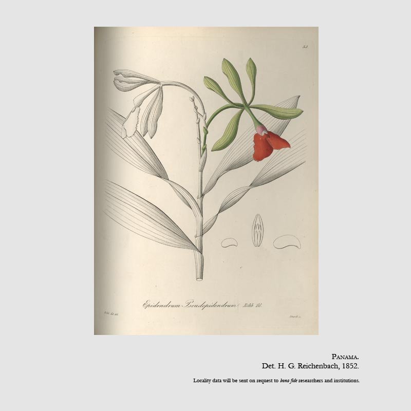 Epidendrum pseudepidendrum