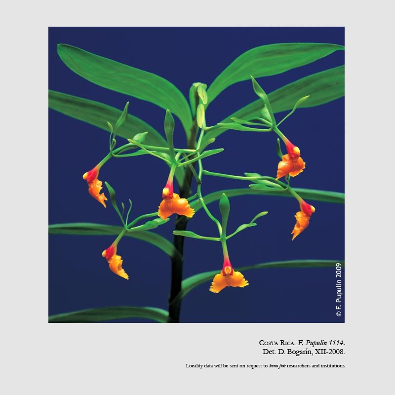 Epidendrum pseudepidendrum