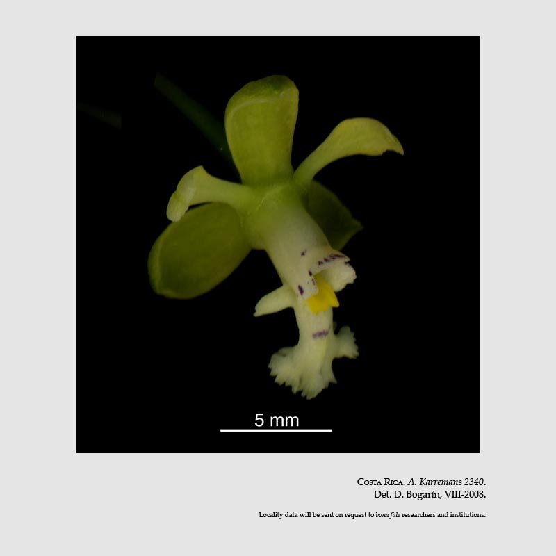 Epidendrum pumilum