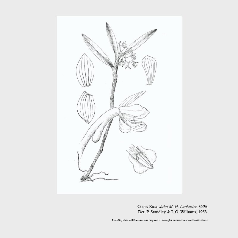 Epidendrum puteum
