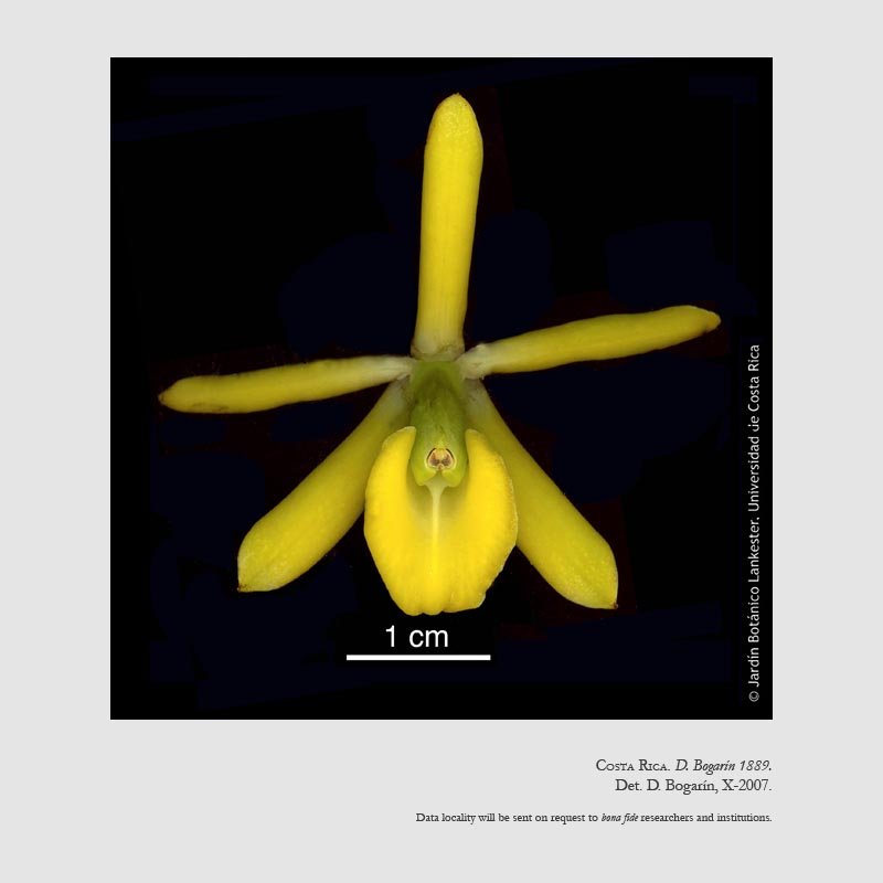 Epidendrum rafael-lucasii
