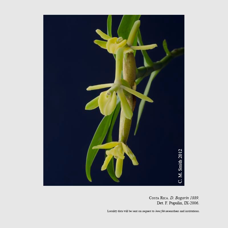 Epidendrum rafael-lucasii