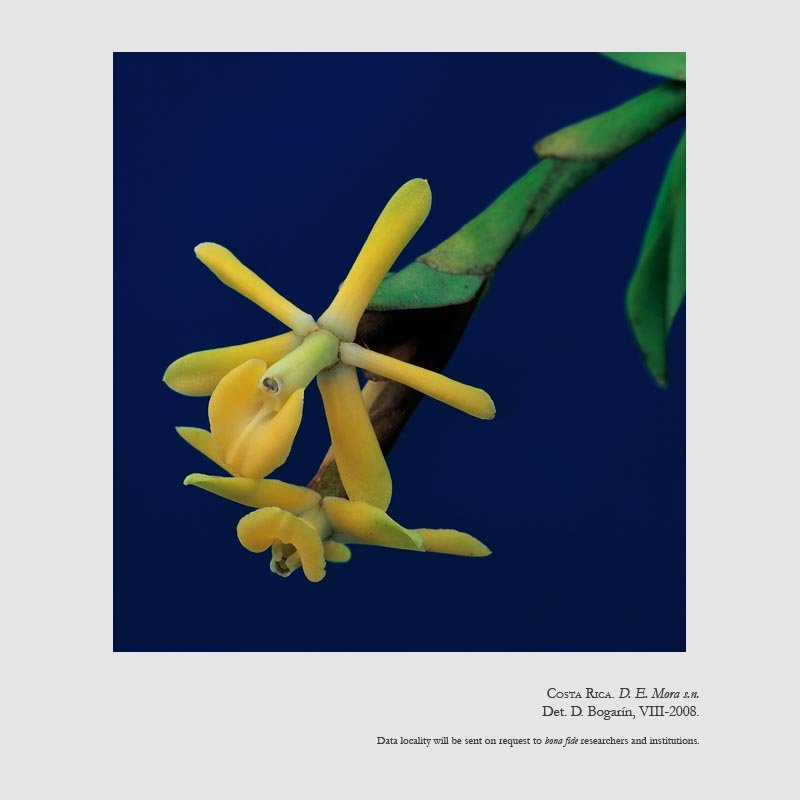 Epidendrum rafael-lucasii