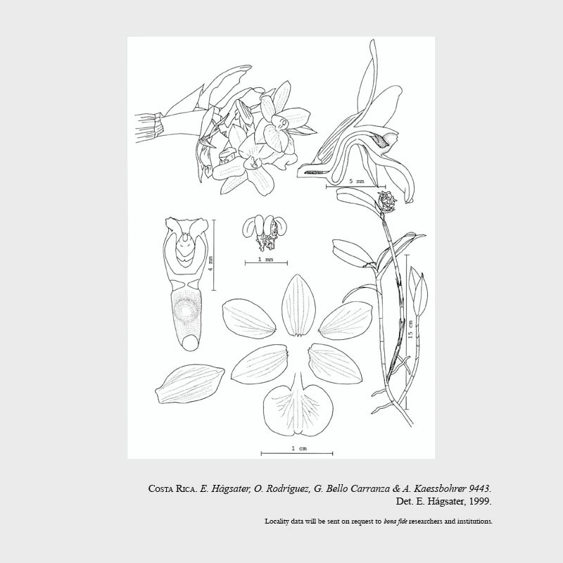Epidendrum sigmoideum