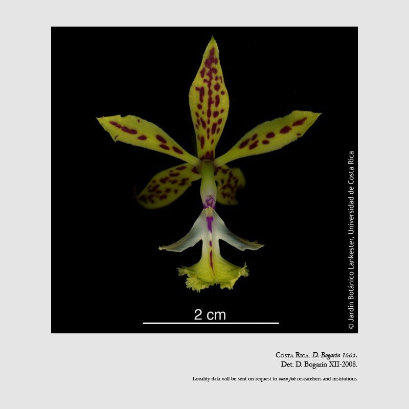 Epidendrum stamfordianum