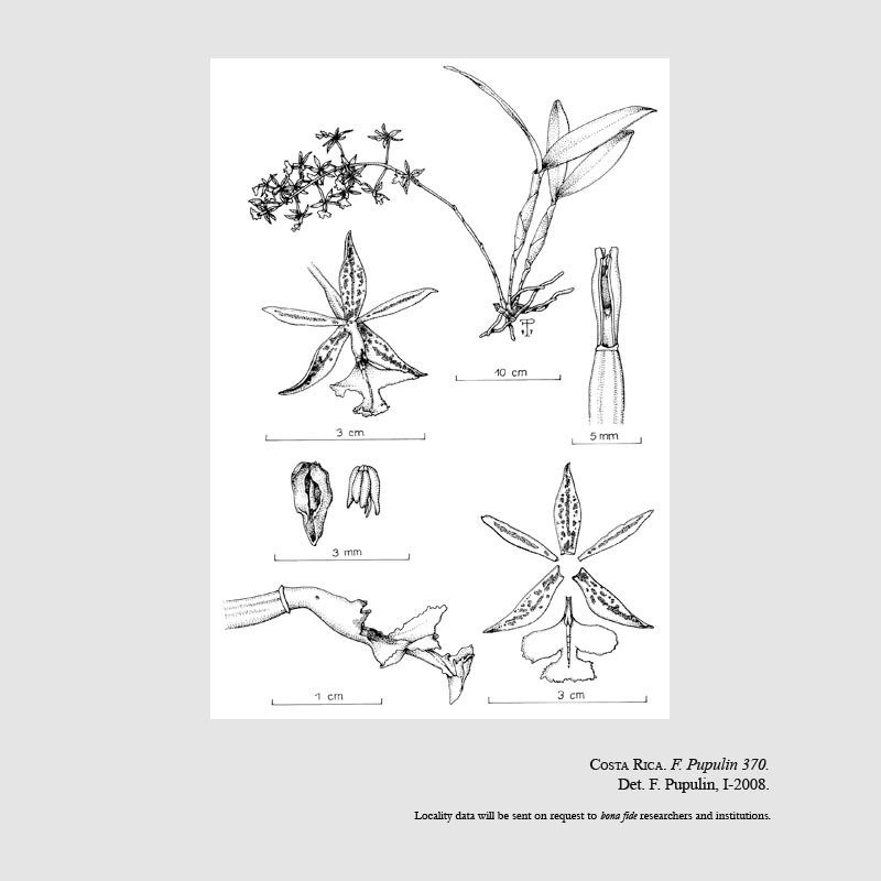 Epidendrum stamfordianum