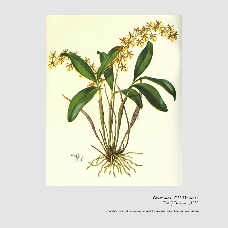 Epidendrum stamfordianum