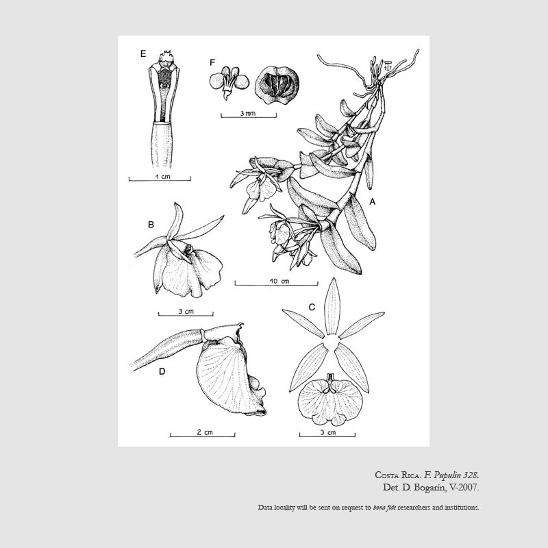 Epidendrum vulgoamparoanum