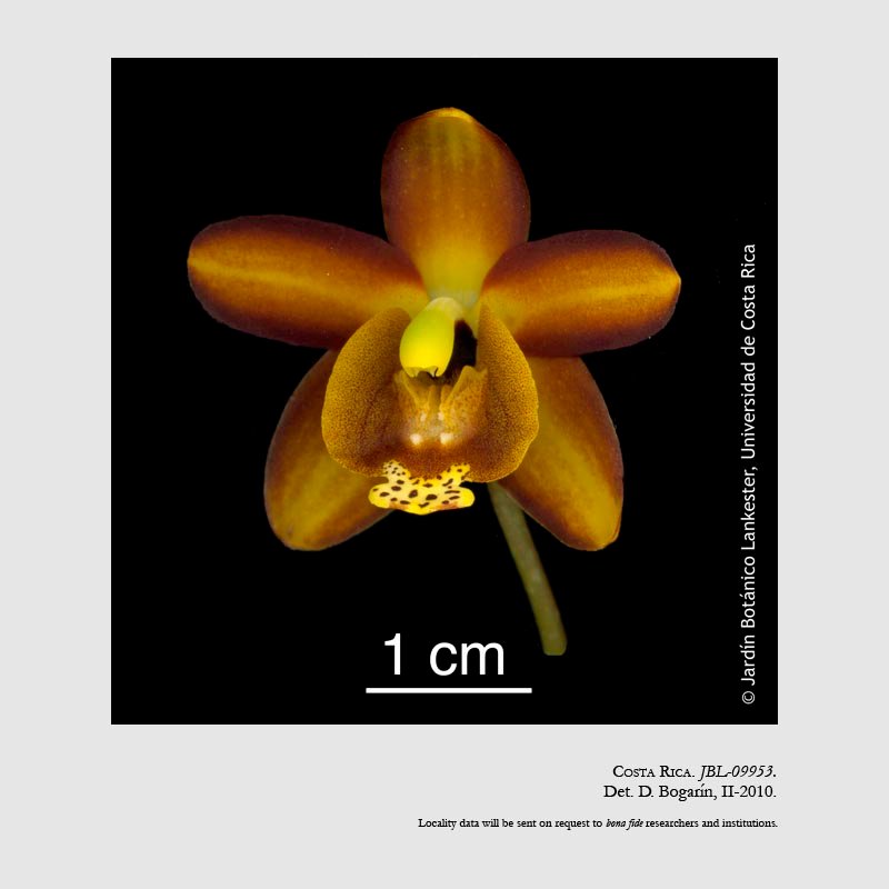 Eriopsis wercklei