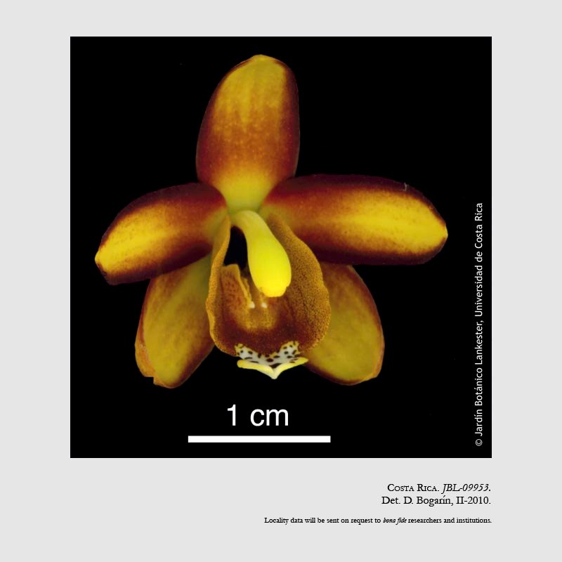 Eriopsis wercklei