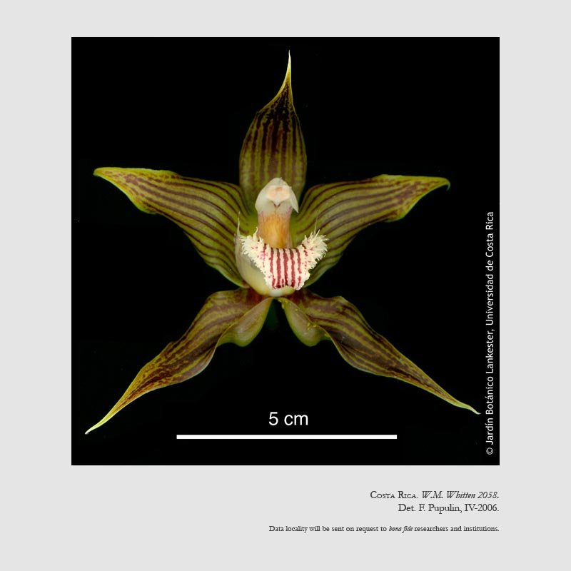 Galeottia grandiflora