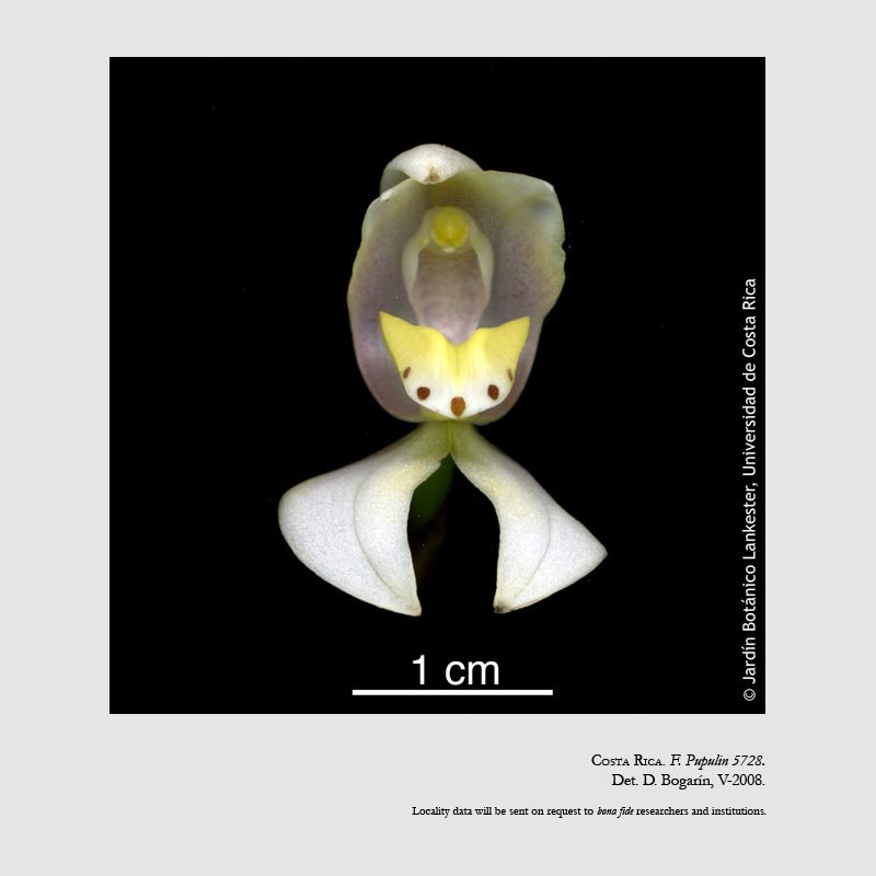Govenia quadriplicata