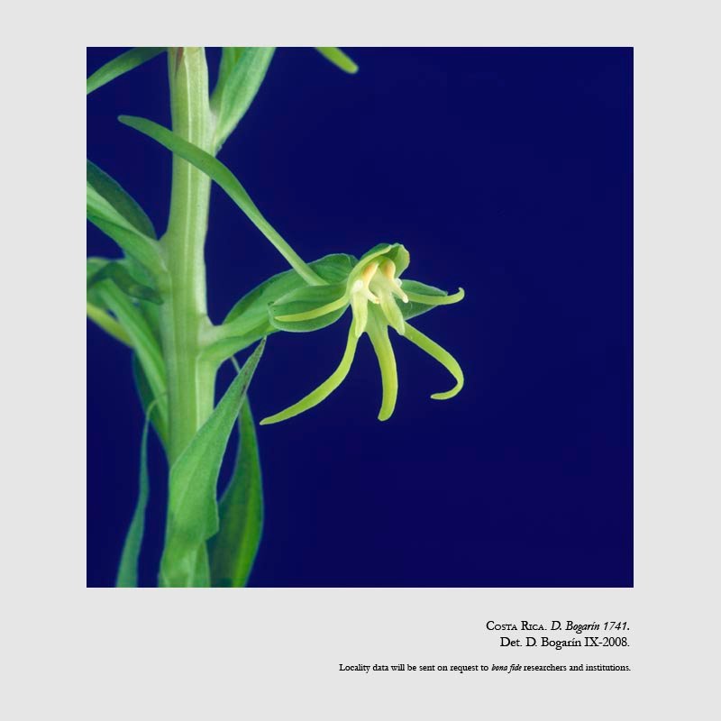 Habenaria costaricensis