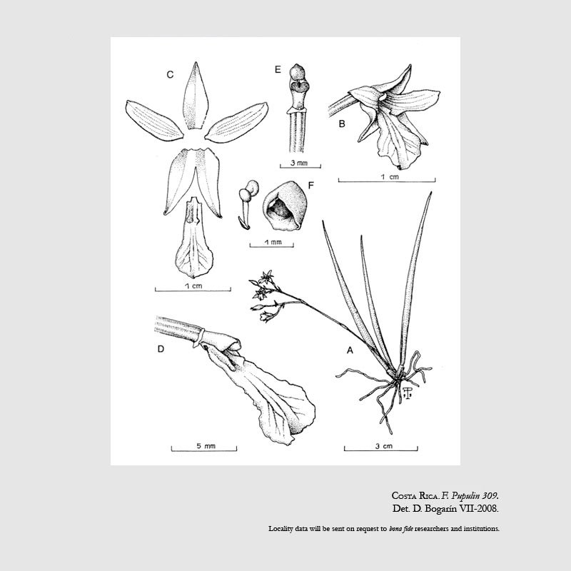 Ionopsis satyrioides