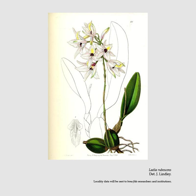 Laelia rubescens