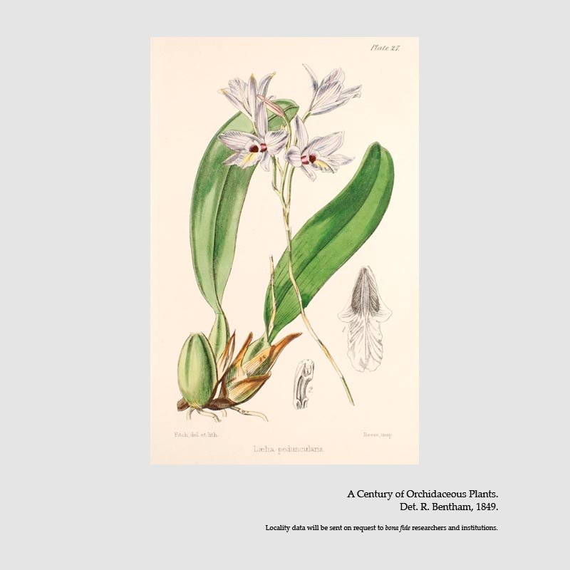 Laelia rubescens