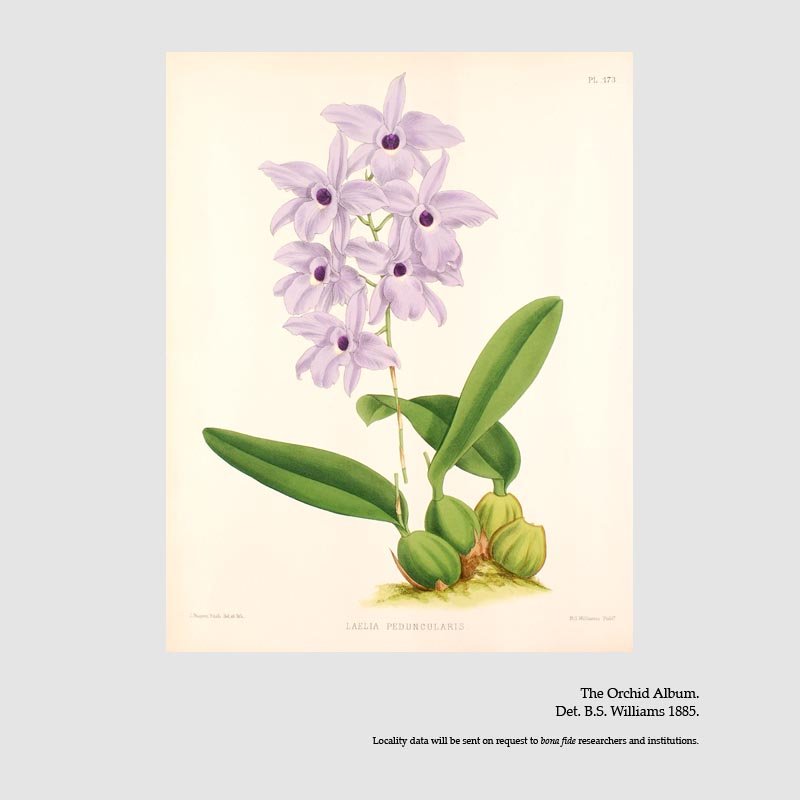 Laelia rubescens