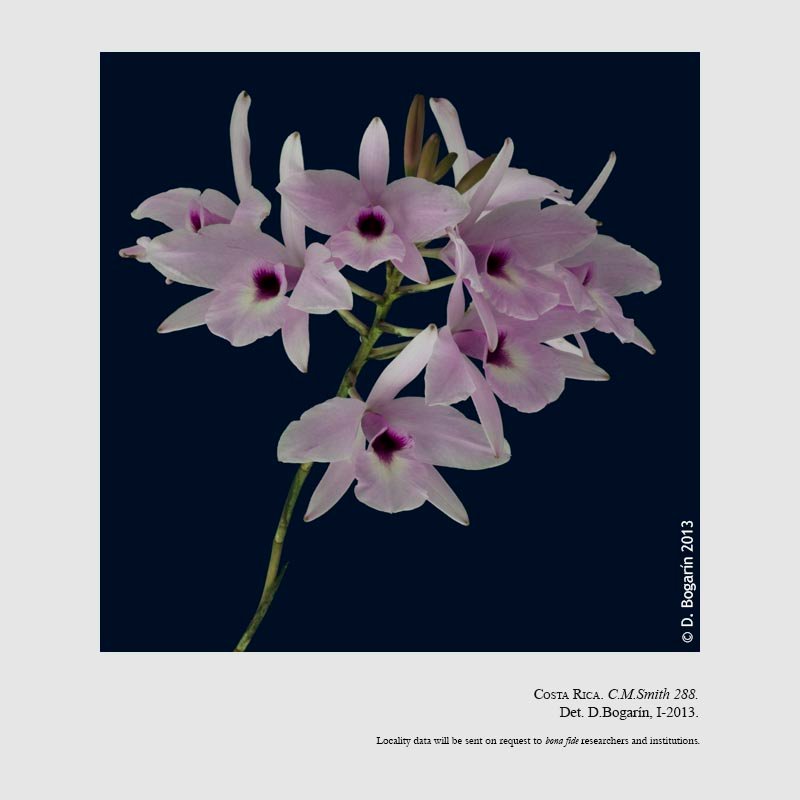 Laelia rubescens