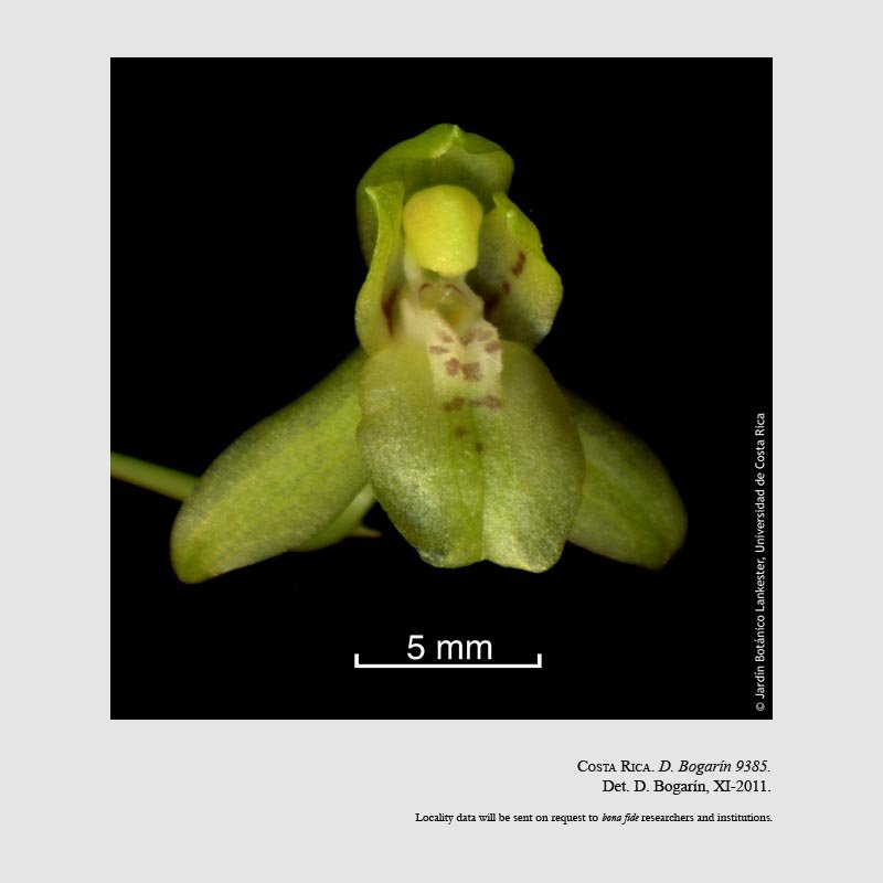 Leochilus scriptus