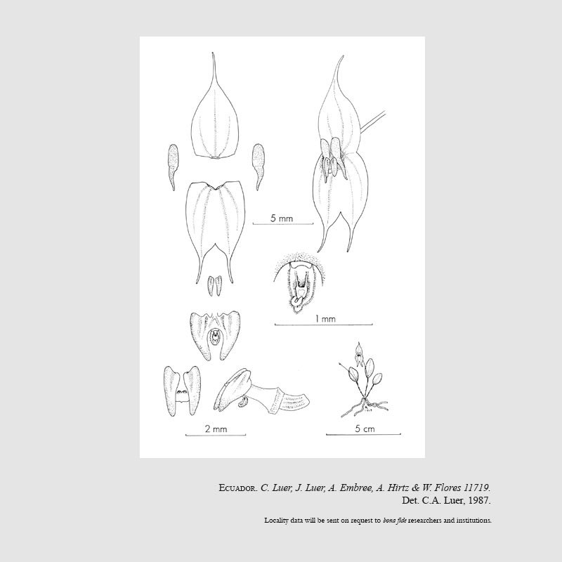 Lepanthes aeora
