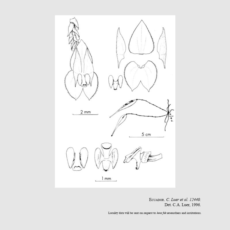 Lepanthes amphioxa