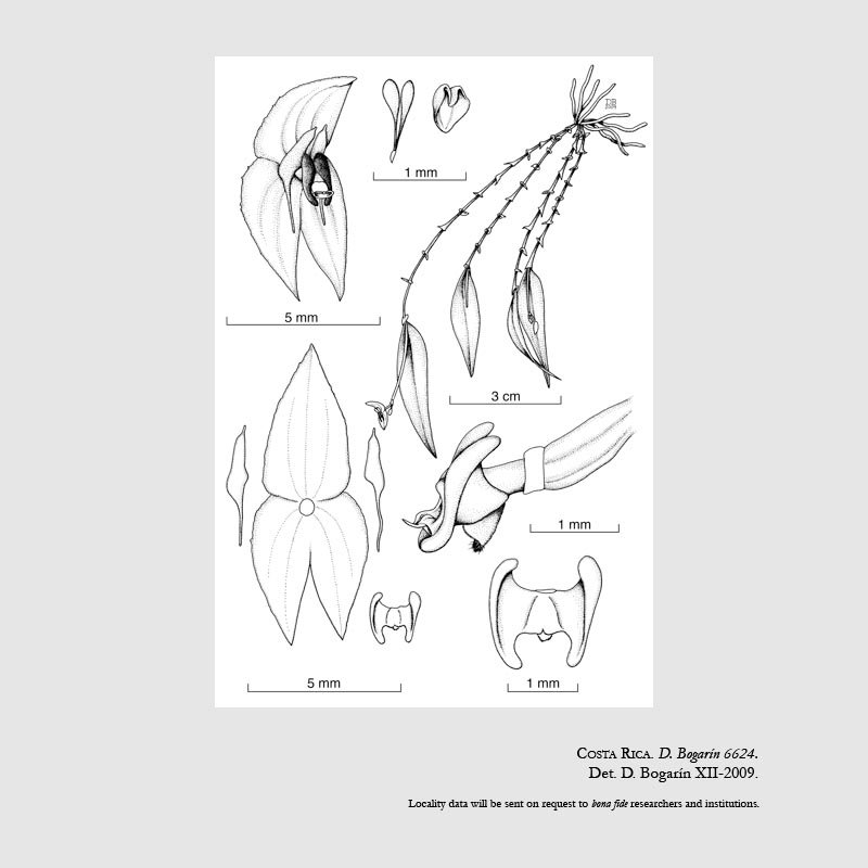 Lepanthes arenasiana