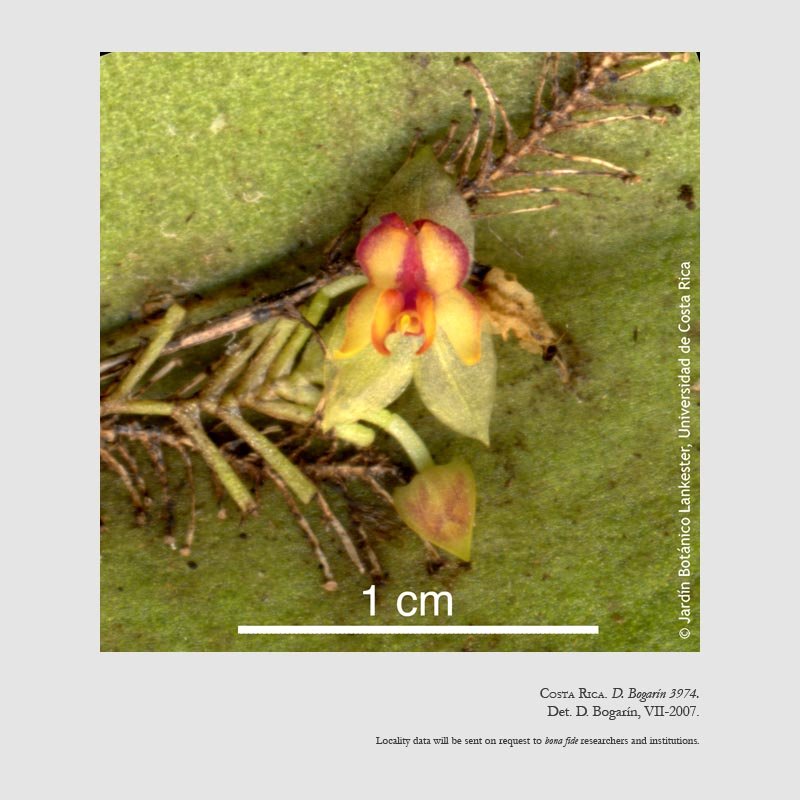 Lepanthes atwoodii