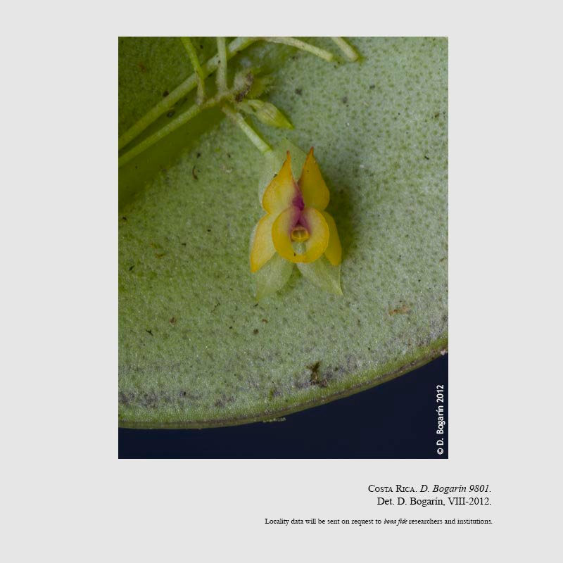 Lepanthes atwoodii