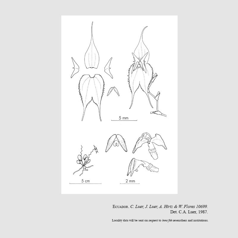 Lepanthes avicularia