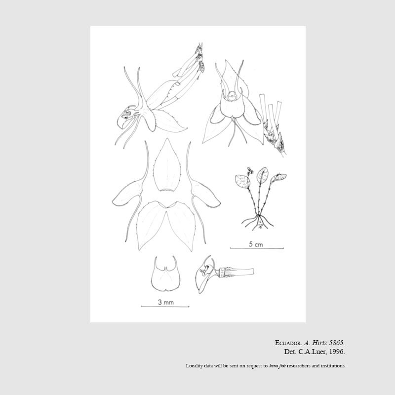 Lepanthes barbelifera