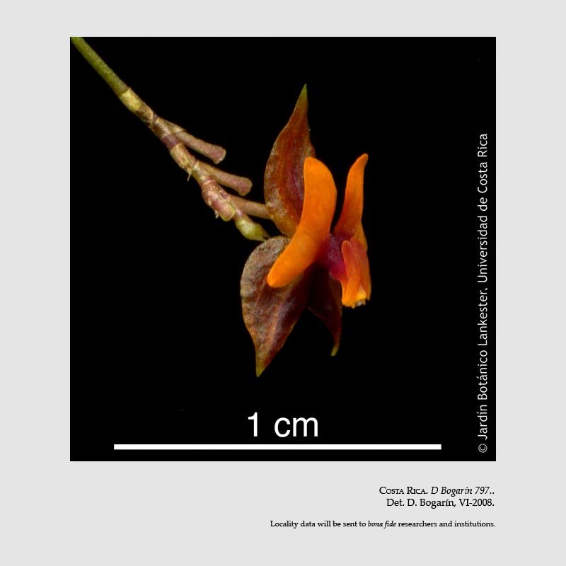 Lepanthes cascajalensis