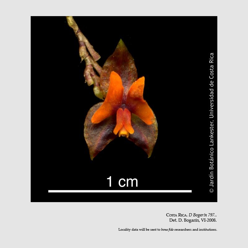 Lepanthes cascajalensis